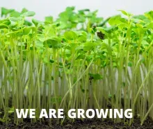 Growing Green Grass with Text We are Growing